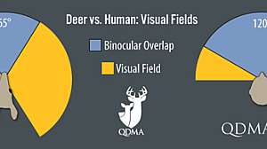 Visual field comparison diagram