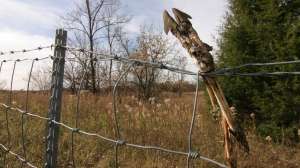 WB235 Whitetail leg caught in fence copyright Mark Kayser