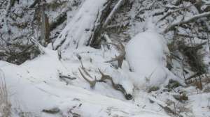 WB304 Whitetail winterkill copyright Mark Kayser
