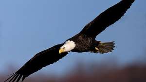 WEB Bald eagle 441 181003 155623