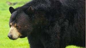 WEB Black Bear 181010 154913