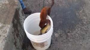 WEB Mink Steals Fish Video 181010 155035