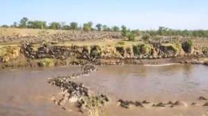 WILDEBEEST Screen Shot 2014 10 30 at 104816 AM 181010 155034