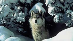 WOLF Tracy Brooks Mission Wolf USFWS 000 181004 100644