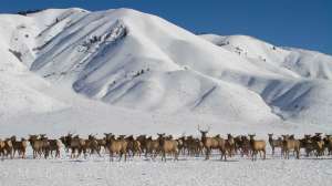 WY CWD elk beauty