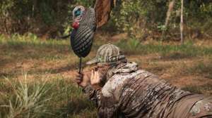 Waddell turkey decoying