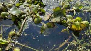 Water hyacinth on Guntersville Lake Alabama