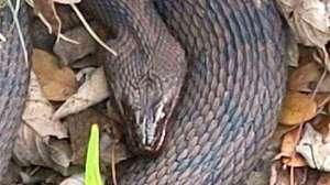 Water snake City of Lakeland florida