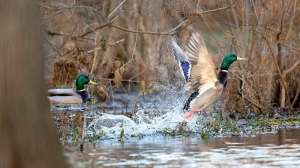 Waterfowl Mallard drake Arkansas photo Arkansas Game and Fish Commission
