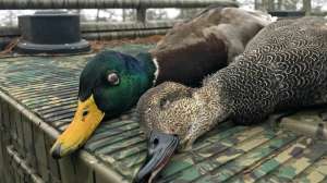 Waterfowl at Beaver Dam photo by Alan Clemons