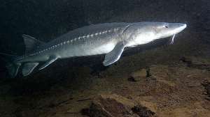 White Sturgeon on Columbia River Oregon Department of Fish and Wildlife