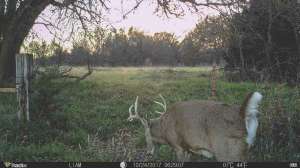 Whitetail Corridor 1