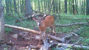 Whitetail Science 181004 095756
