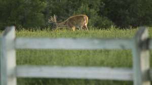 Whitetail buck feeding before opening day