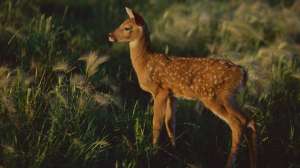 Whitetail fawn beauty