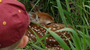 Whitetail fawn bedded