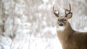 Whitetail in snow