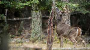 Whitetail00635 181004 084434