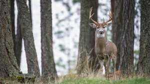 Whitetail00638