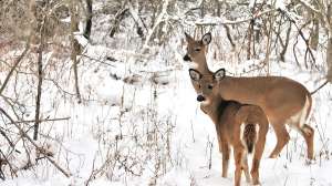 Whitetail Does Snow