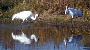 Whooping Cranes Photo by USFWS Joel Trick