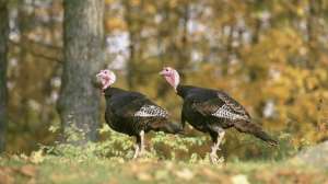 Wild Turkey photo Steve Maslowski USFWS