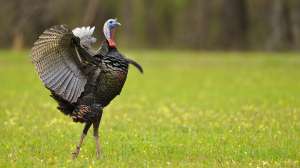 Wild turkey wing flap NWTF