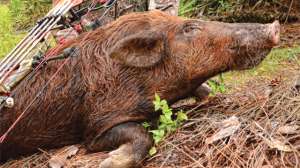 Wild Hog Archery 181003 160310