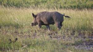 Wild Hog 181003 155424