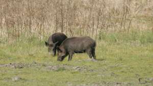 Wild Hogs USFWS 181003 155947