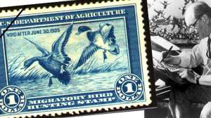 Wildlife Artists 181003 160317