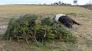 Winter Coyotes Bait Cow