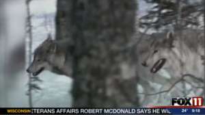 Wisconsin Wolves Screenshot 181010 155036