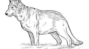 Wolf GFX 181003 154851