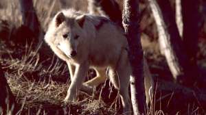 Wolf copyright Mark Kayser