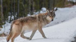 Wolf i Stock 1218844336