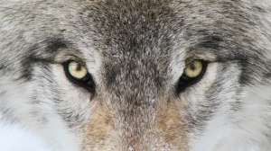 Wolf i Stock 587911464