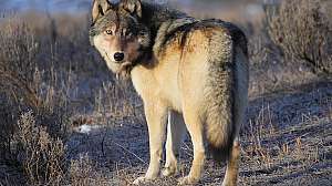 Wolf i Stock 97652273