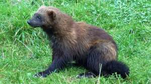 Wolverine photo by zefram wikipedia