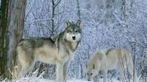 Wolves640 181003 160348