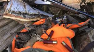 Woodcock hunting a limit with Franchi shotgun Federal ammo