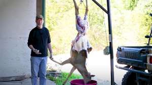 Woods skinning a deer