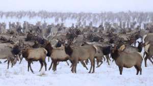 Wyoming Game and Fish Department elk pic