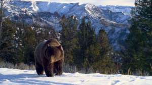 Wyoming grizzly