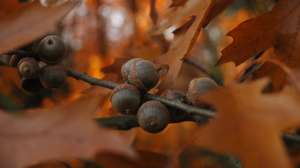 Young Black Bear Follow Food 181003 155537