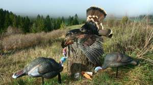 Young Bowhunting Turkey Strategies 181003 161217