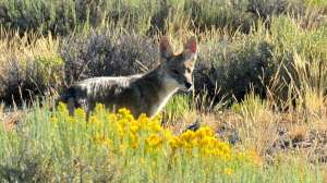 Young Coyote at Seedskadee National Wildlife Refuge Photo by USFWS