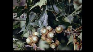 Acorns 181003 161256 1