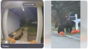 Animals eating pumpkins