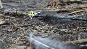 Arrow and broadhead and turkey feather